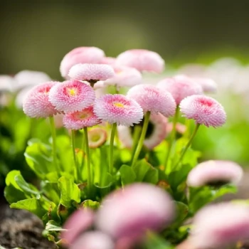 بذر گل مینا دسته گلی الوان 1 گرم 