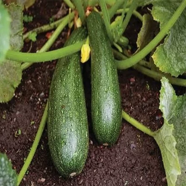 بذر کدو خورشتی سبز 5 عددی