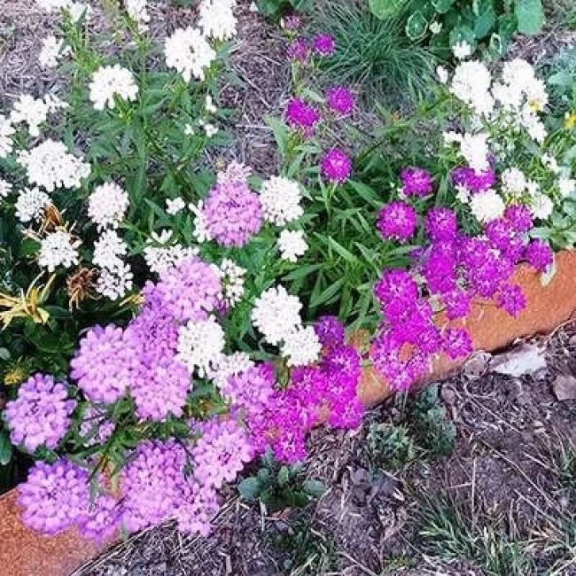 بذر گل ایبریس پاکوتاه مخلوط 1 گرمی