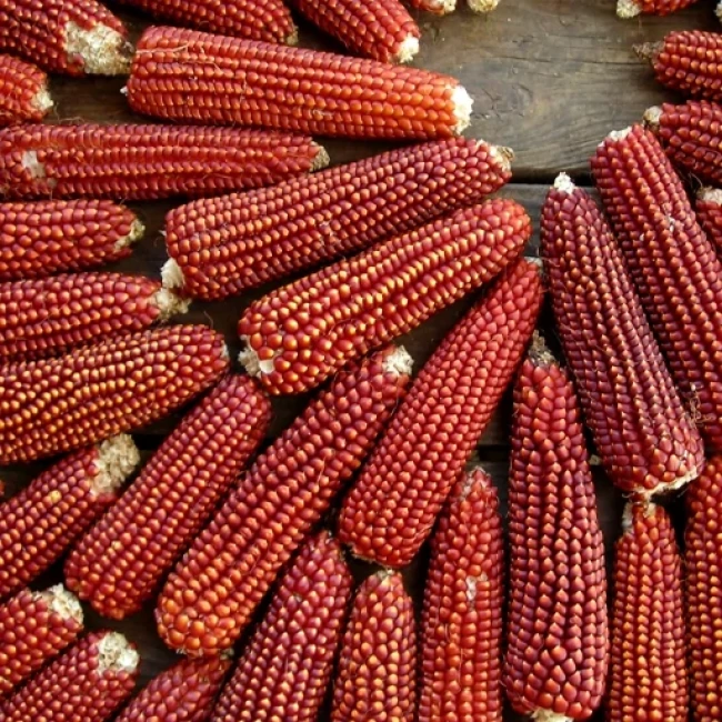 بذر ذرت حنایی 10 عددی 