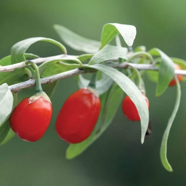 بذر گوجی بری قرمز 10 عددی 