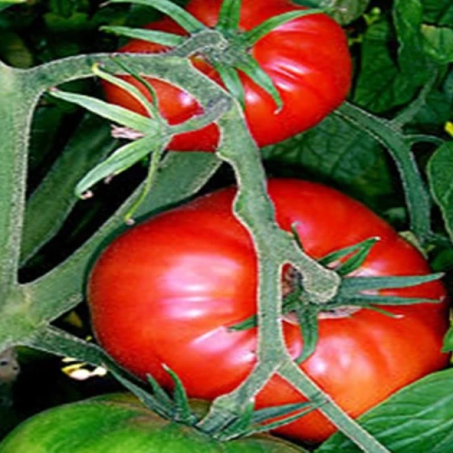 بذر گوجه فرنگی کردی 20 عددی 