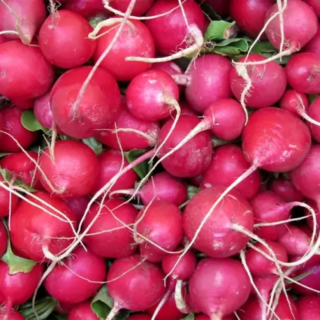 بذر تربچه آلبالویی 20 گرمی