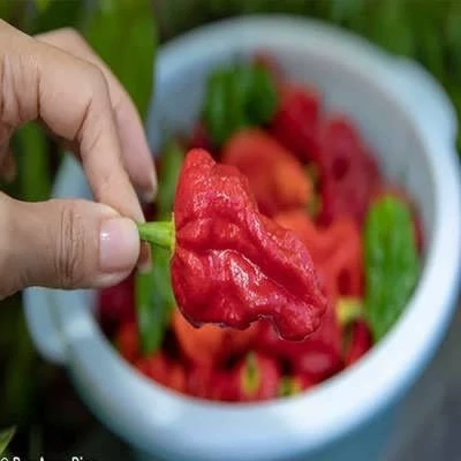 بذر فلفل چروک قرمز 25 عددی