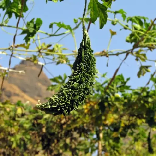 بذر کارلا (بیتر ملون) 5 عددی 