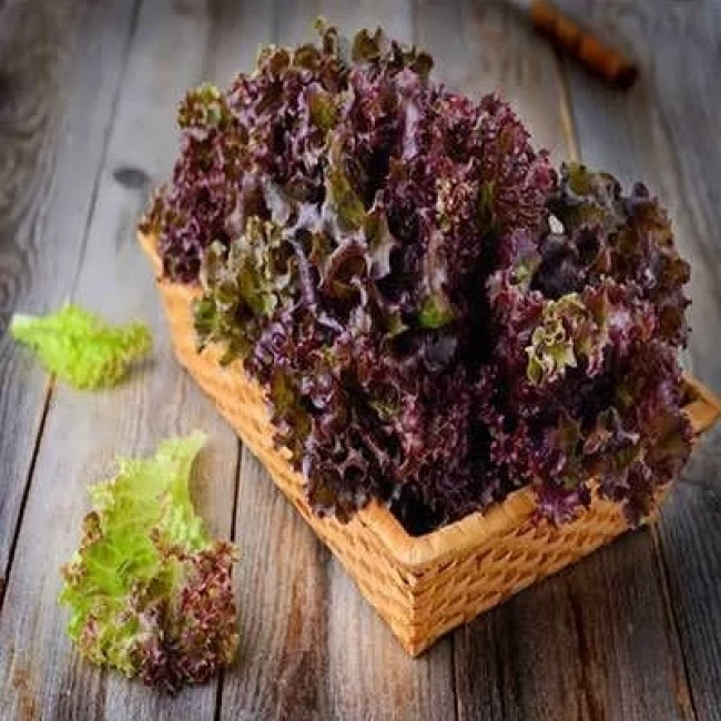 بذر کاهو پیچ ارغوانی 1 گرمی