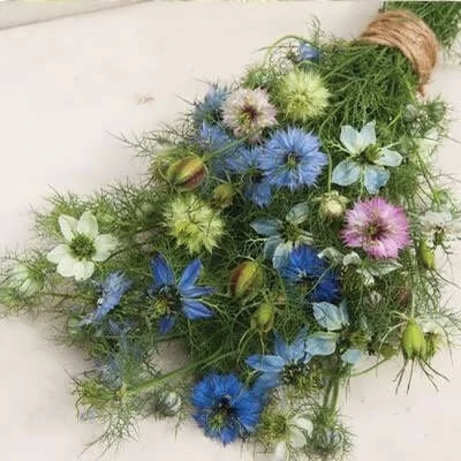 بذر گل سیاه دانه پامتوسط الوان 2 گرمی
