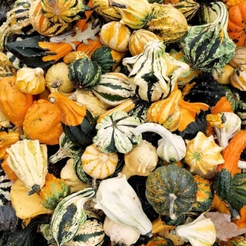 بذر کدو تنبل زینتی میکس 10 عددی 