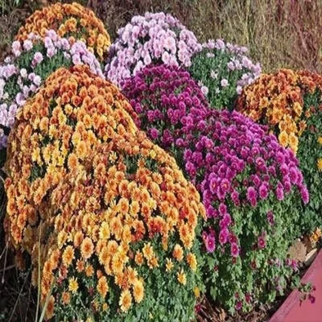 بذر گل داوودی پاکوتاه بسیار پرگل الوان 1 گرمی