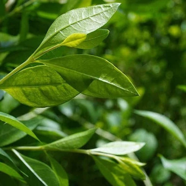 بذر حنا (مهندی) 10 عددی