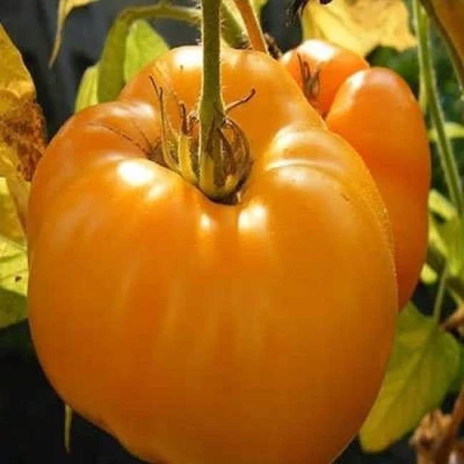 بذر گوجه فرنگی غول پیکر پرتغالی درختی 15 عددی