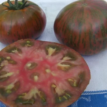 بذر گوجه فرنگی شکلاتی 25 عددی 