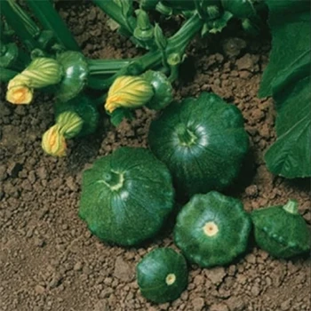 بذر کدو ستاره ای سبز 10 عددی 