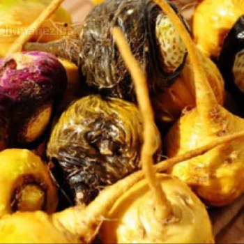 بذر ماکا سیاه 5 عددی