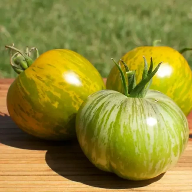 بذر گوجه فرنگی سبز زبرا 10 عددی 