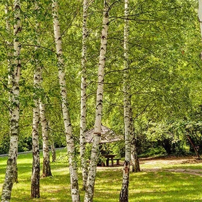 بذر توس (گیاه غان) 10 عددی