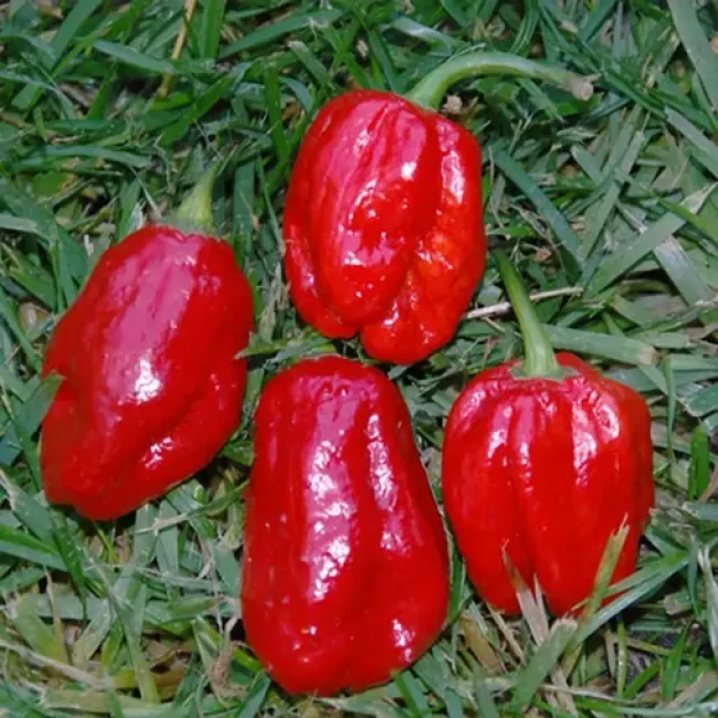 بذر فلفل اجی دو سی قرمز 10 عددی 