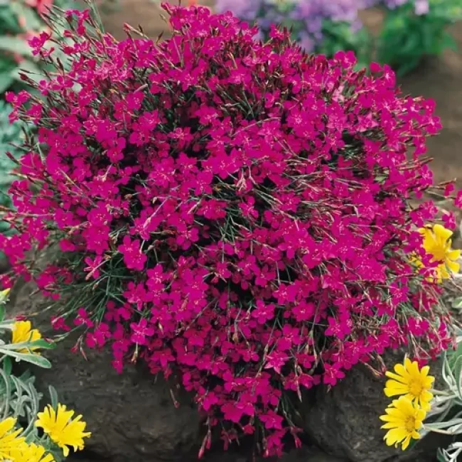 بذر گل میخک باغی 1 گرم 