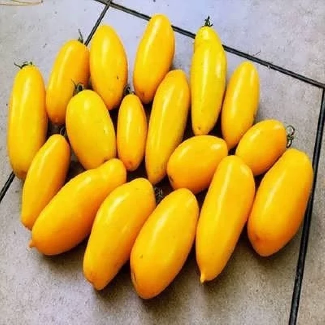 بذر گوجه زیتونی زرد درشت درختی 15 عددی
