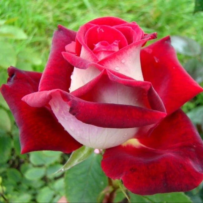 بذر گل رز قرمز و سفید 5 عددی 