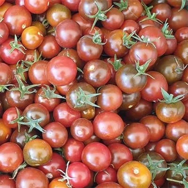 بذر گوجه فرنگی حنایی بوته ای 15 عددی