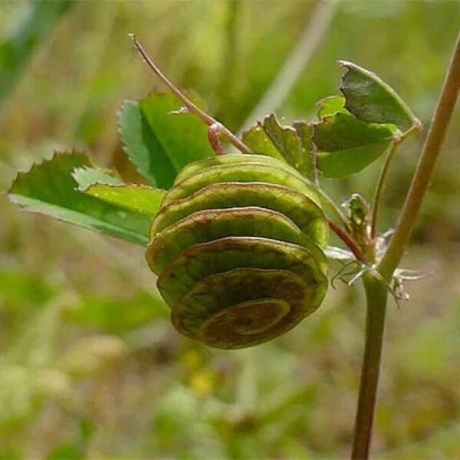بذر یونجه دایره ای (تکمه ای) 20 عددی