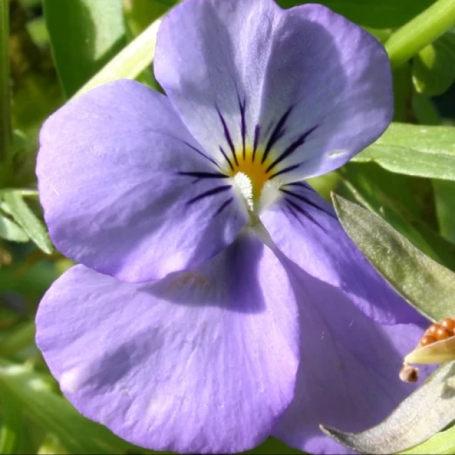 بذر گل بنفشه خوراکی 1 گرم