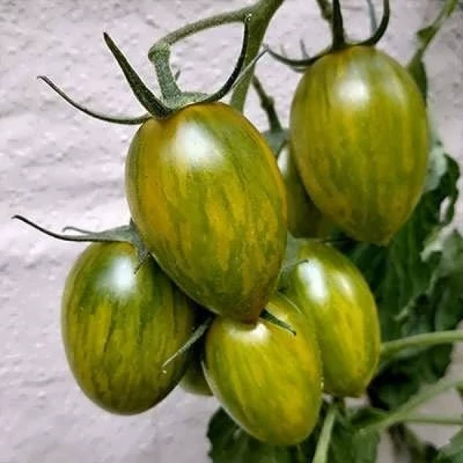 بذر گوجه زیتونی ببری زرد درختی 15 عددی