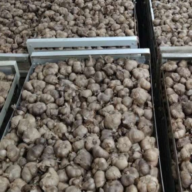 سیر سیاه آلدا تخمیر کامل از سیر همدان (۲عددقوطی ۲۰۰ گرمی)