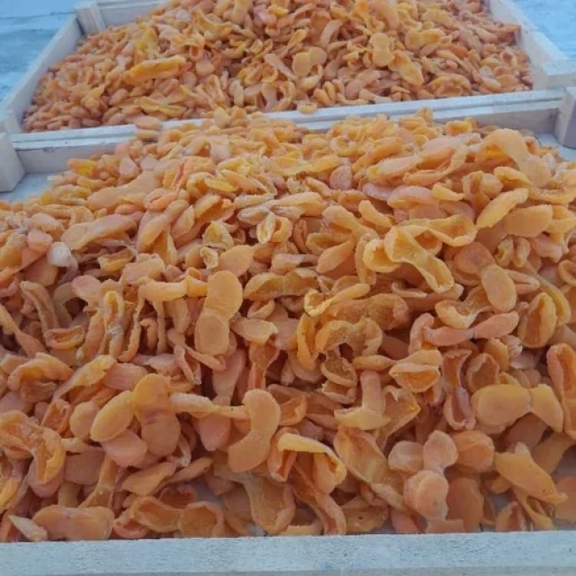 برگه قیصی تازه