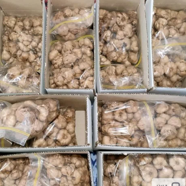 سیر سیاه تخمیر کامل سیرستون بسته بندی یک کیلویی(پک ۳ عددی)