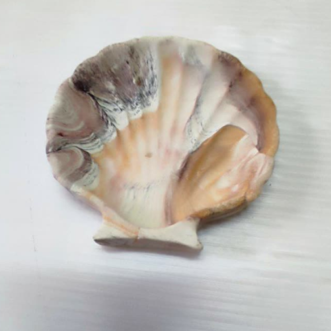 صدف ابروبادی
