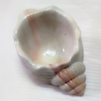 صدف گوش ماهی