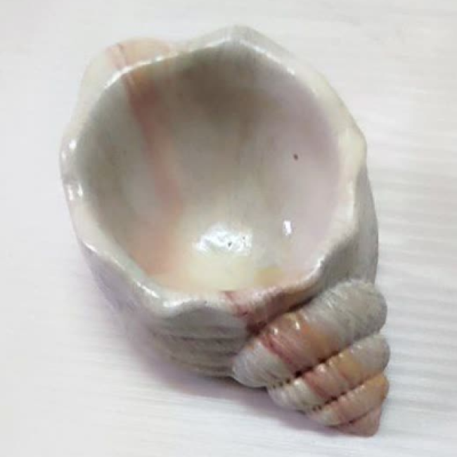 صدف گوش ماهی