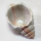 صدف گوش ماهی