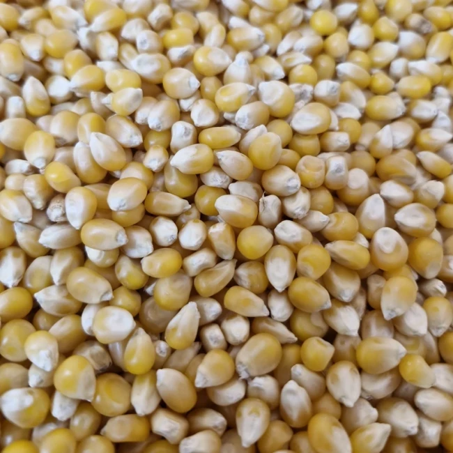 ذرت پاپ کورن 250 گرمی