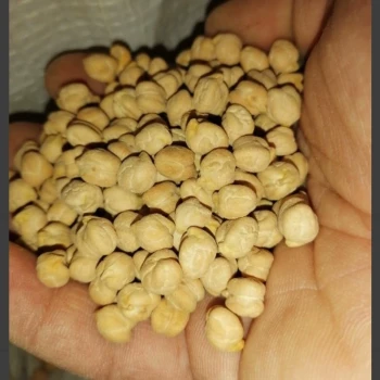 نخود دستچین کرمانشاه درجه یک و زودپز