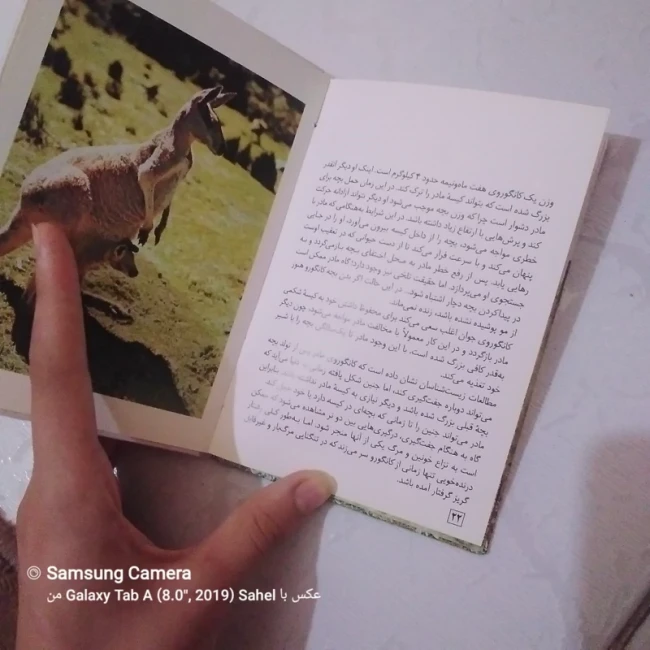 کتاب حیوانات زیبای من (کانگورو)