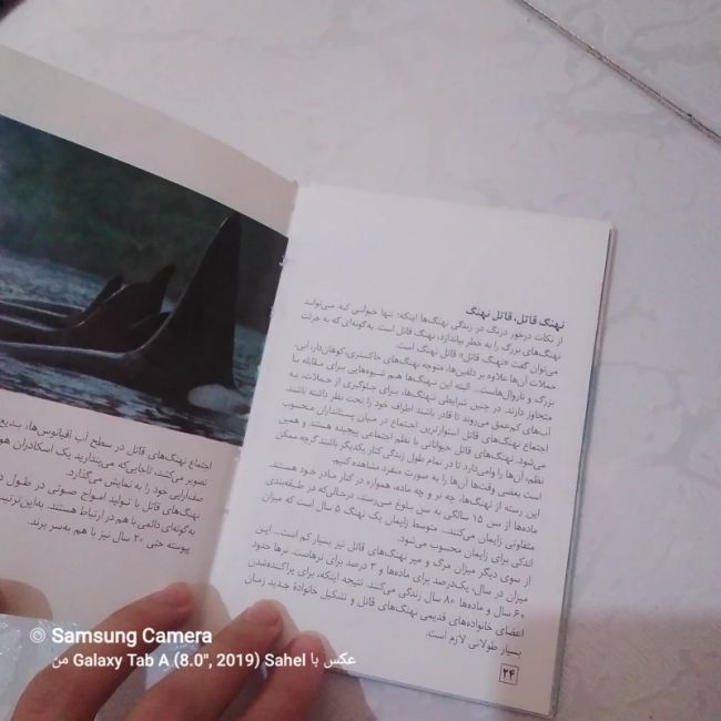 کتاب حیوانات زیبای من (نهنگ)