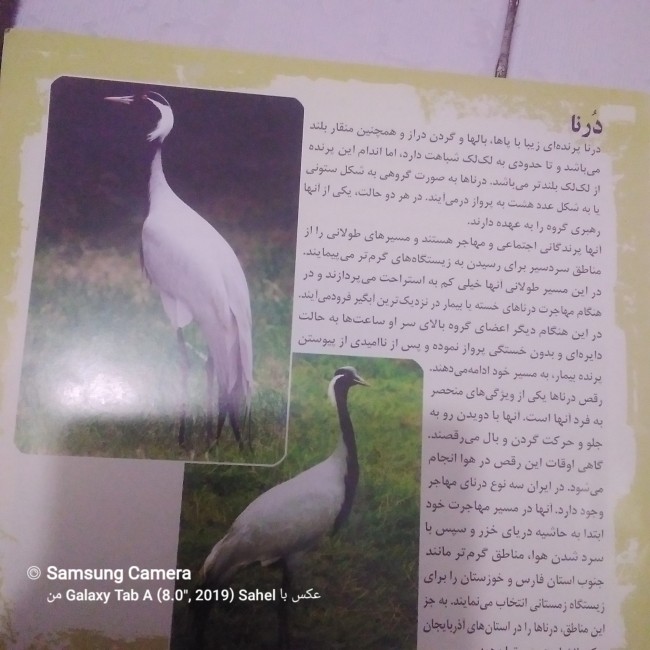 کتاب معرفی پرندگان زیبای ایران 1