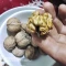 گردو درجه یک تویسرکان طبیعی وخوشمزه وپرچرب
گردو مال باغ خودمون بوده و به شرط چربی گردو   وخوشمزه بودن