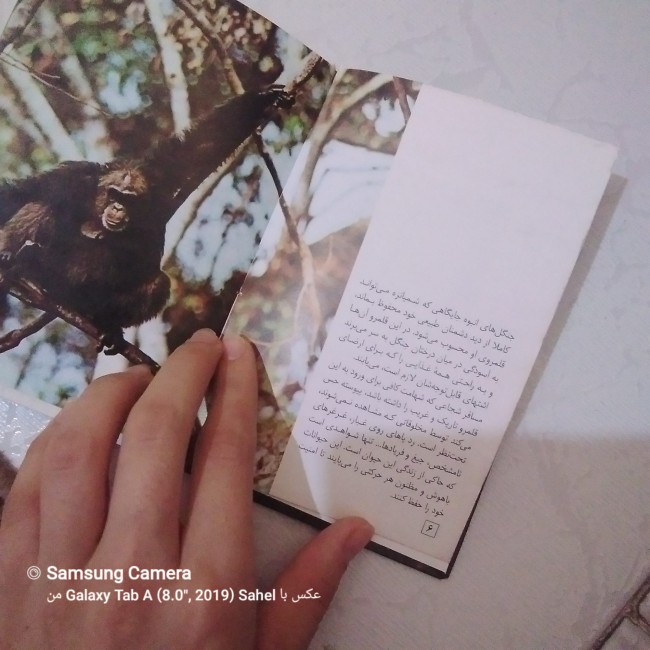 کتاب حیوانات زیبای من (شامپانزه)