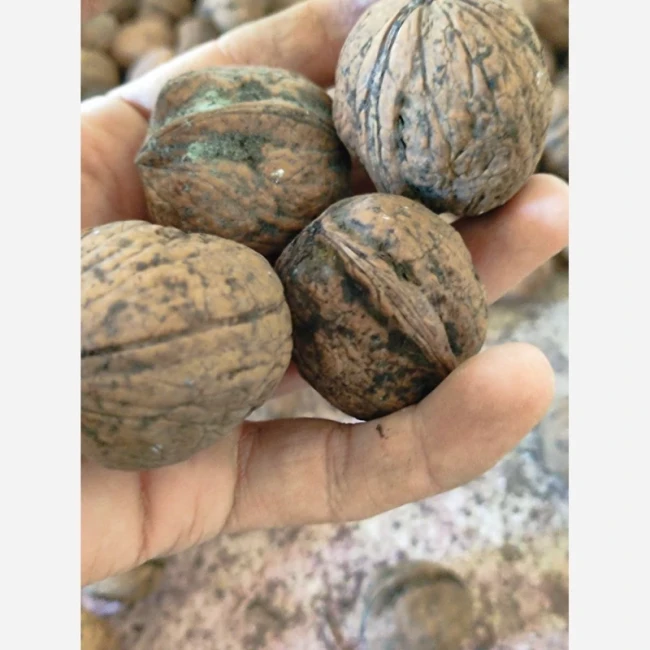 گردو درجه یک تویسرکان طبیعی وخوشمزه وپرچرب
گردو مال باغ خودمون بوده و به شرط چربی گردو   وخوشمزه بودن