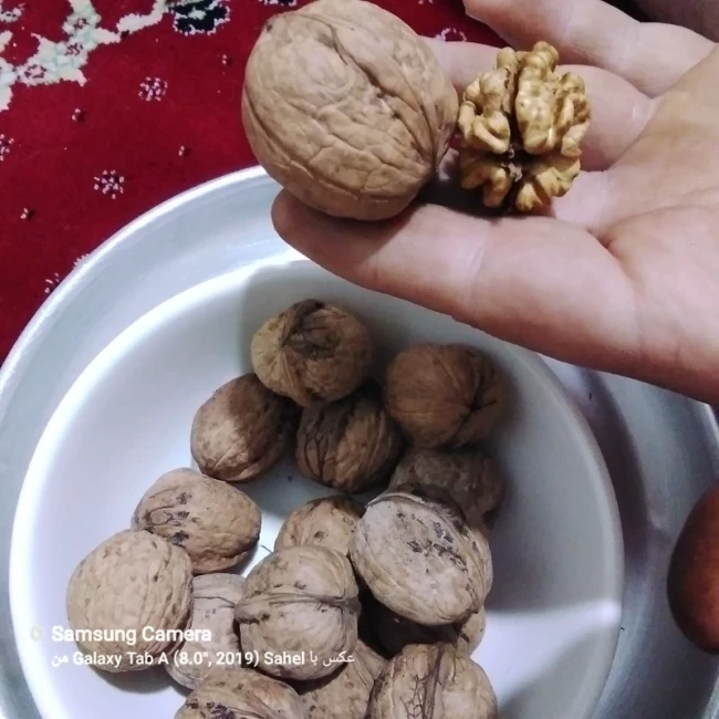 گردو تویسرکان پوست کاغذی 