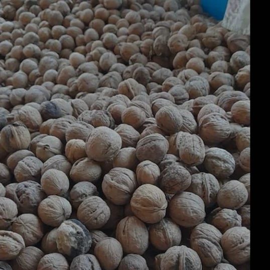 گردو  تویسرکان امسال پوست کاغذی درشت و یکدست برداشت 1404