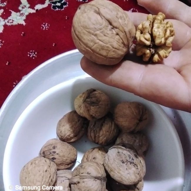 گردو تویسرکان درجه یک و خوشمزه مال پاییز1404دربسته بندی 