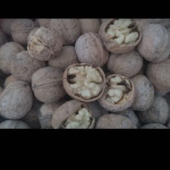 گردو  تویسرکان امسال پوست کاغذی درشت و یکدست برداشت 1404