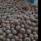 گردو  تویسرکان امسال پوست کاغذی درشت و یکدست برداشت 1404